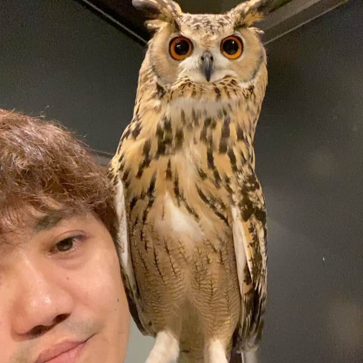 GEN3 Owlのインスタグラム：「僕らは何を話してるでしょうか？ What are we talking about? #owl #owlgaru」