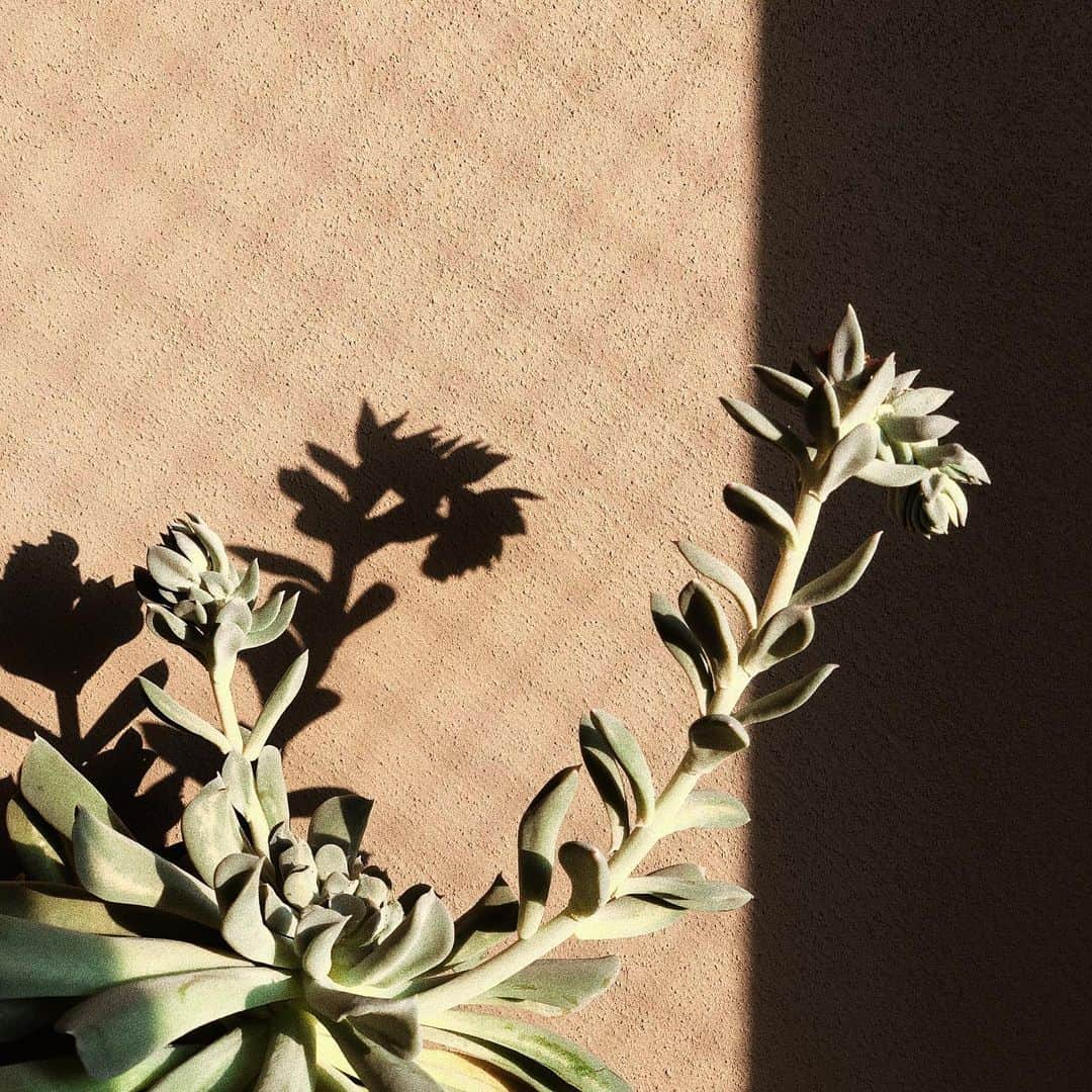 のインスタグラム：「こんな生え方するのかな🤔 多肉系植物サボテン🌵あんまお水あげないから久々みたら寄生虫みたいに見えてびっくりした😳⁈ とげとげの伊藤健太郎みたいなヤツ真ん中からそうやって生えます？！みたいな…。 でも、お花咲いてて可愛い♡ #多肉系植物  #サボテン」