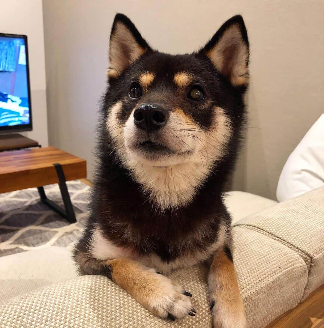 まめ丸のインスタグラム：「* * えー、もうねるじかん🐶❓ * my  favorite place🐶💓 * #じゃあさいごにナデナデして #そしたらねるね #ソファの上のまめ丸 * #柴犬#豆柴#柴#黒柴#犬#いぬのきもち#shiba#shibainu#shibastagram#shibadog#puppy#instadog#dogstagram#dog#instashiba#petstagram#pet#cutepetclub#강아지#멍스타그램#doglover#ilovemydog#weeklyfluff」