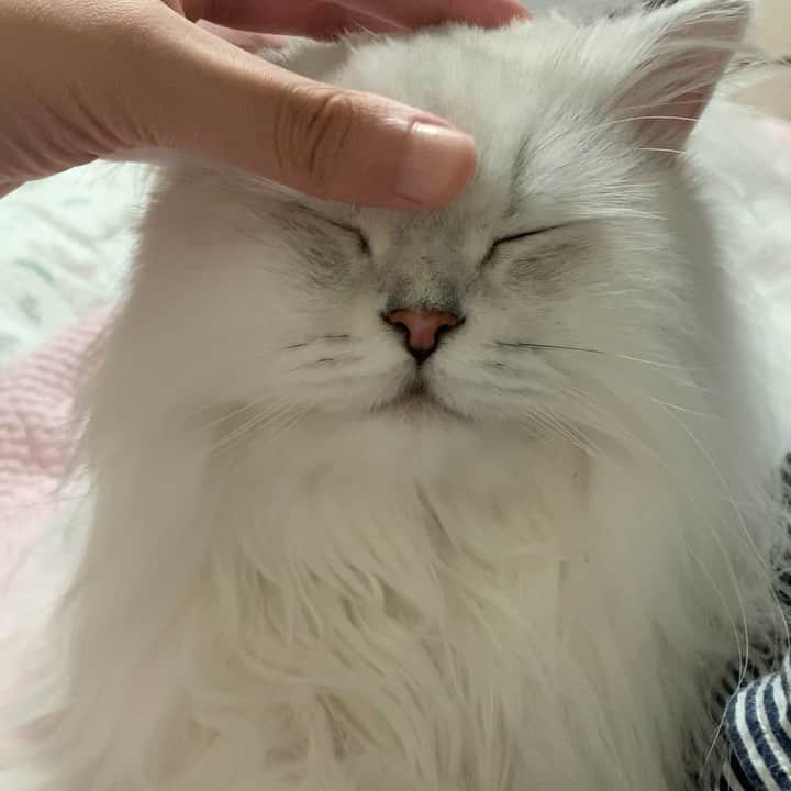 후추네큰언니のインスタグラム：「히히 🥰 . . . . . #후추  #고양이  #냥스타그램 #캣스타그램  #Hoochu #Hoochuthecat #cat #cats #catstagram #catsofinstagram #topcatphoto #bestmeow #ilovecat #cute #fluffy #petstagram #instacats」