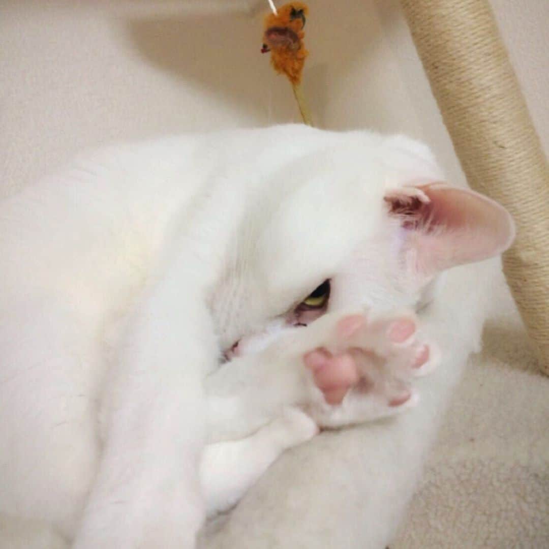 のインスタグラム：「・ ・ ・ 肉球に癒されたい🐾 ・ みんな元気にしとるかなぁ、、 ・ ・ ・ ・ #銀さんの肉球 #猫 #猫好き #猫部 #実家の猫」