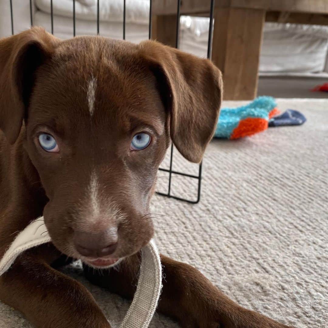 ボビー・ブラウンのインスタグラム：「This rescue puppy has our heart. Do you believe those eyes? Sundae as @5dukes calls her. She’s his. I can’t stop looking at her.」