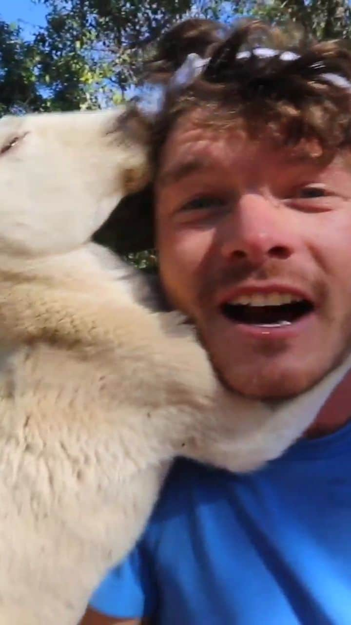 アラン・ディクソンのインスタグラム：「Instagram Reel Life! I usually just get attacked by animals. But I'm sure it's just their way of showing love. 🐾 #animals #animalattack #wildlife」