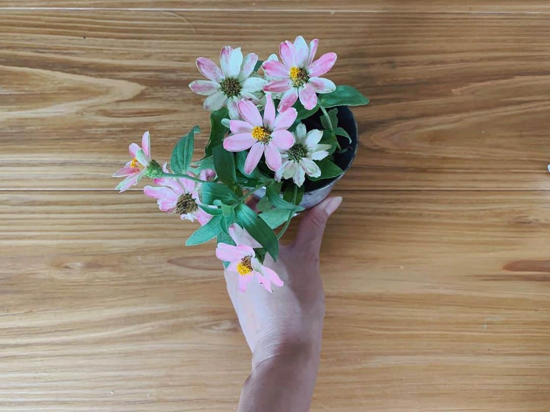 ジュジュのインスタグラム：「お兄が選んで毎日お水やってた花🤍 . 可愛く咲いてたよってみせたろ♡ . 嫌な事があった時は花や自然に触れるに限る... . #心の浄化 #癒し #🌿」