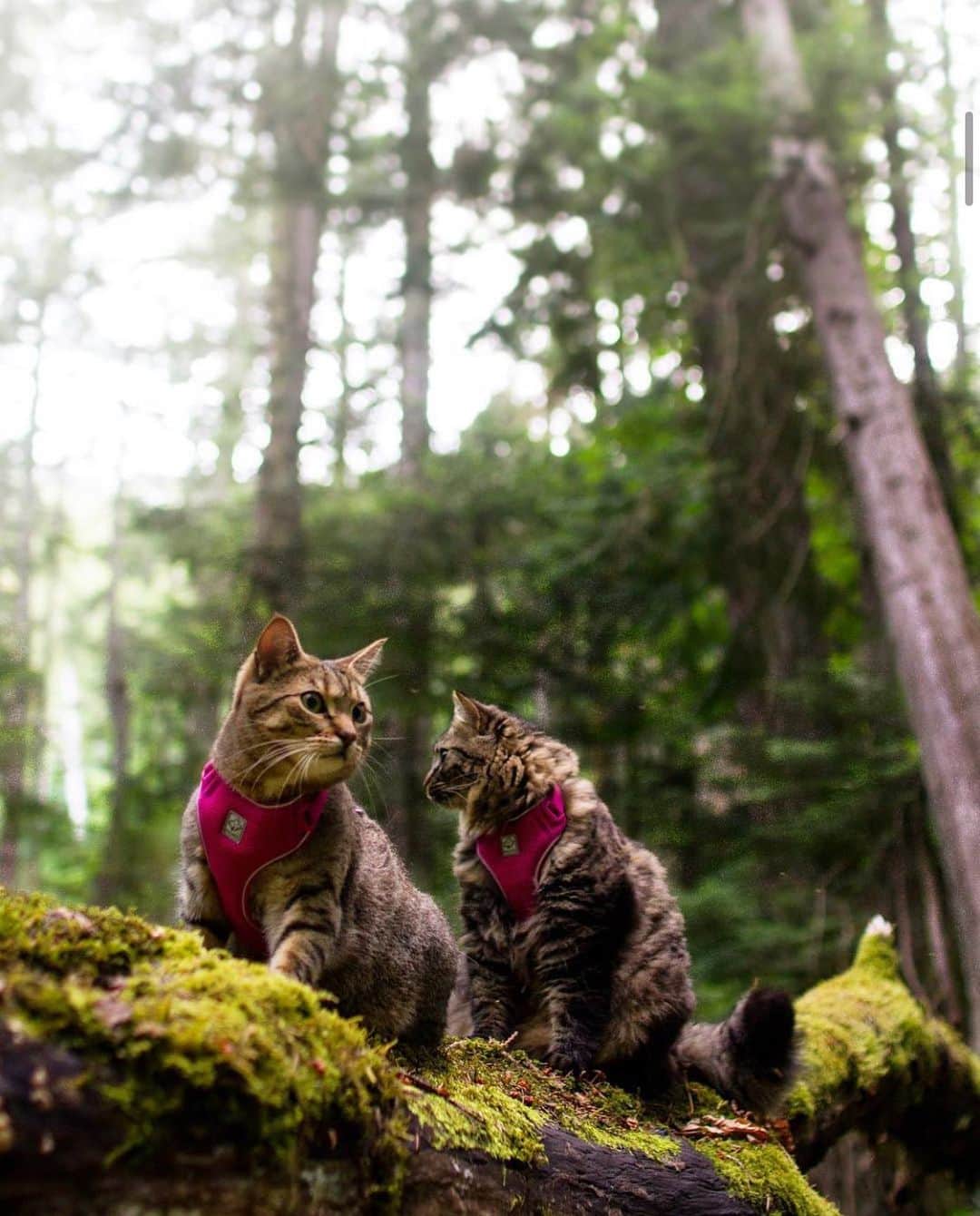 Bolt and Keelのインスタグラム：「BOLT AND KEEL ARE BACK 🐱 ...but just for the week! While they’ve been enjoying retirement, we have partnered with some great people to bring our community of adventure-loving pets and their humans something awesome! • Over our years of intrepid adventure with Bolt and Keel, we’ve learned a lot and have loved sharing our explorations with you. 🙌🏽 • We hope by sharing our adventures with you that we have inspired you to get out and explore — with or without an adventure cat in tow. Although our time on Instagram has come to an end, we want to continue to inspire and share the love of adventure. • That’s why we’re so excited to be taking this next step! We will continue to inspire, share and love adventuring pets from all over the world 🌎  • Are you ready for what’s next? ✌🏽 • Love, Bolt and Keel 🐾」