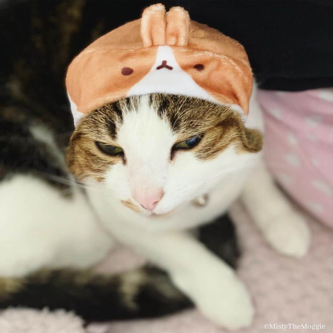 Misty The Moggieのインスタグラム：「Cat or rabbit? ... cabbit? 🤣」