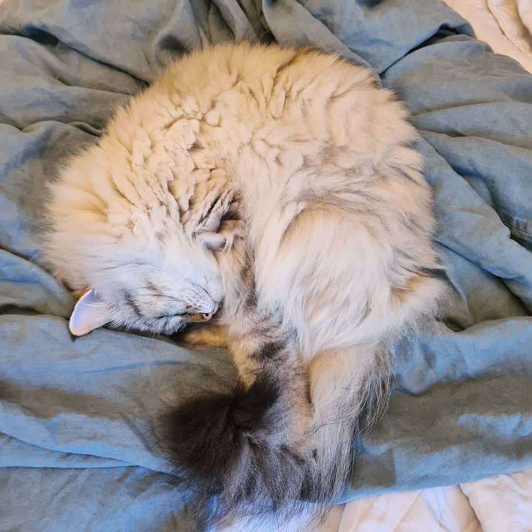 Floraのインスタグラム：「May I present the Shrimpcat meowga pisition? 😹😻#catsoﬁnstagram #summer#cat#igcutest_animals #cat_features #cutepetclub #fluffypack #katt #bestmeow  #weeklyfluff #meow #AnimalAddicts #kittycat #cat #cats #kitten #kittens #kawaii #instacat #calico #neko #summer #july #2020 #sibiriskkatt #siberiancat」