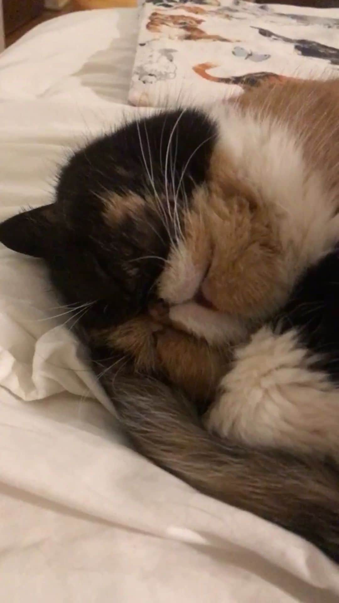 Pudgeのインスタグラム：「#pudgesnorezzz」