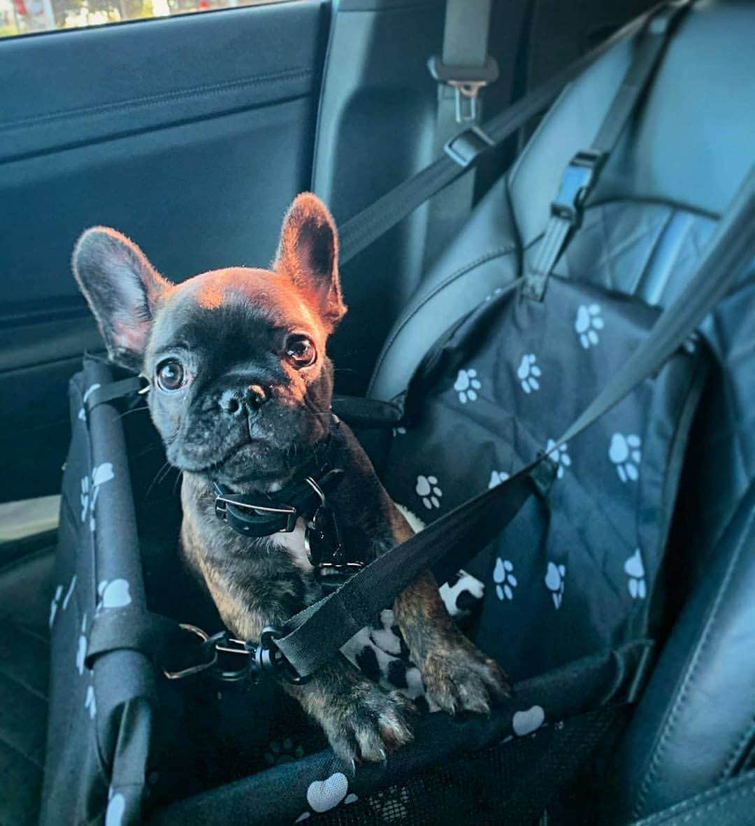 French Bulldogさんのインスタグラム写真 - (French BulldogInstagram)「So can I drive in my French Bulldog Waterproof Car Seat Cover 💺 🚗  LINK IN BIO 🔝🔝🔝 📸 by @chico.the.frenchiie . . . . . #frenchie #frenchieoftheday #französischebulldogge #franskbulldog #frenchbull #fransebulldog #frenchbulldog #frenchiepuppy #dog #dogsofinstagram #americanbully #puppy #puppylove #bully #bulldog #bullyinstafeature #bulldogfrances #フレンチブルドッグ #bulldogs #pug #englishbulldog #frenchyfanatics #frenchiesgram #frenchbulldogsofinstagram #frenchiesoverload #ilovemyfrenchie #batpig #buhi #squishyfacecrewbulldog」8月6日 3時58分 - frenchie.world