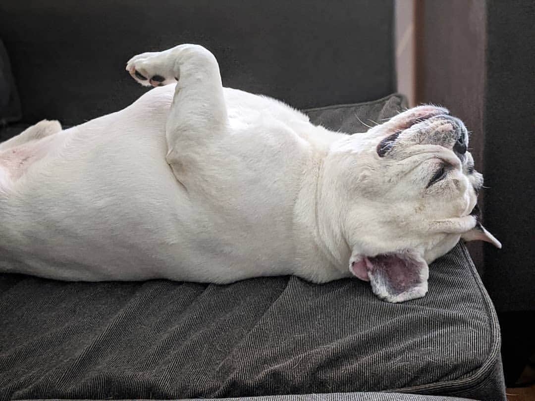Manny The Frenchieのインスタグラム：「King of upside-down sleeping! 🙃」