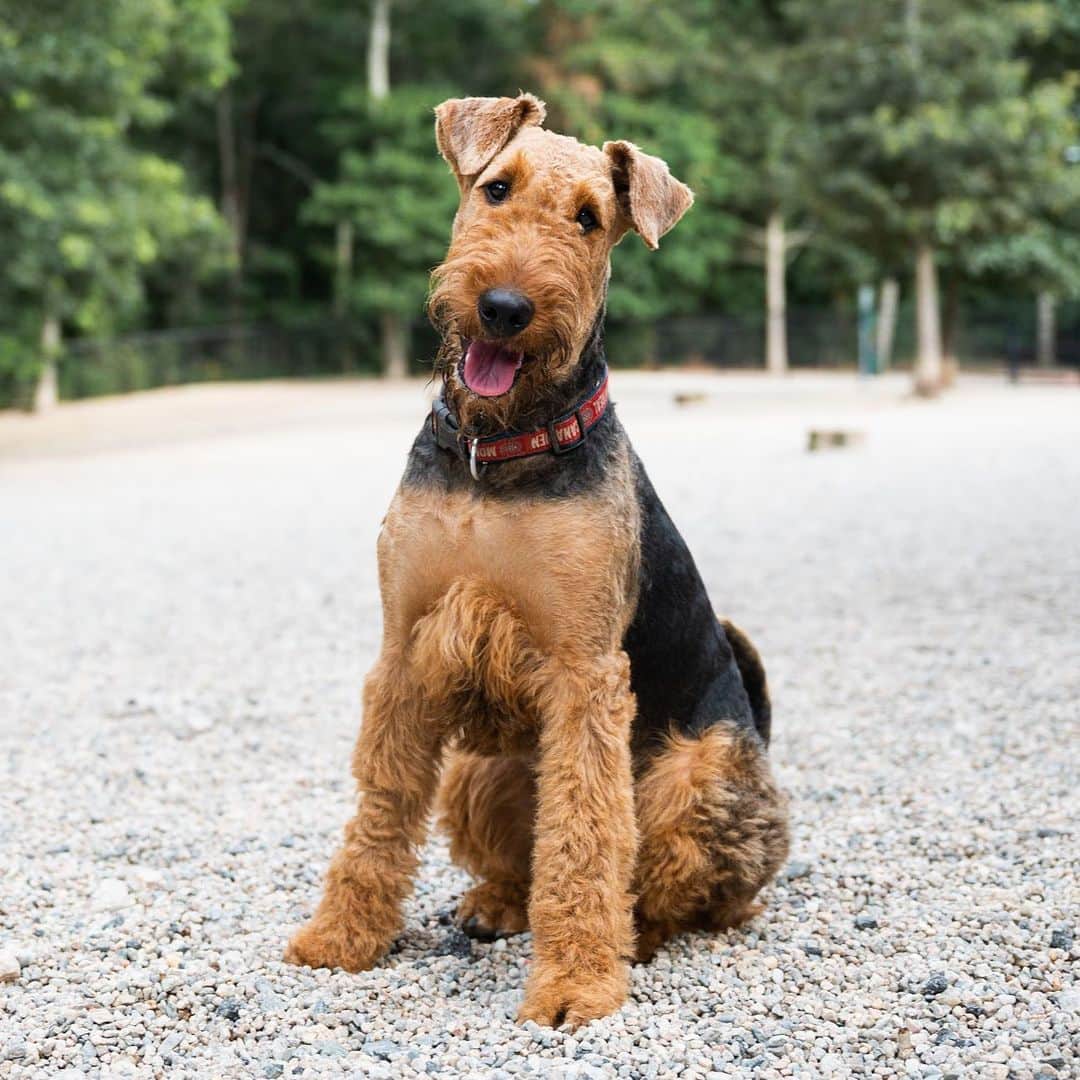 The Dogistさんのインスタグラム写真 - (The DogistInstagram)「Rocky, Airedale Terrier (1 y/o), Falmouth Dog Park, Falmouth, MA • “He likes to eat furniture. He ate my great grandmother’s 100-year-old rocking chair.”」8月6日 4時50分 - thedogist