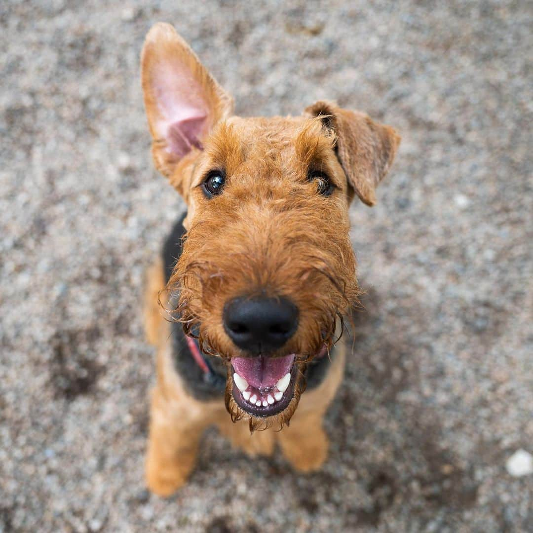 The Dogistさんのインスタグラム写真 - (The DogistInstagram)「Rocky, Airedale Terrier (1 y/o), Falmouth Dog Park, Falmouth, MA • “He likes to eat furniture. He ate my great grandmother’s 100-year-old rocking chair.”」8月6日 4時50分 - thedogist