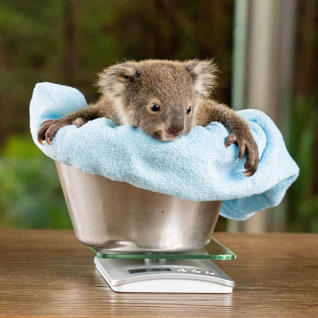 Australiaさんのインスタグラム写真 - (AustraliaInstagram)「WANTED: a new heart because Jasper just stole ours! 😍🐨 Meet the newest (and arguably the most adorable) member of the @WildlifeSydneyZoo #koala family. Weighing a healthy 805g, this fuzzy little fella is finally out of mum’s pouch and is ready to explore! If you’re visiting @sydney, you won’t have to travel far to meet Jasper and the other Australian native animals, as #SydneyZoo is conveniently located at @darlingharbour in the heart of the city centre. TIP: Book ahead to secure a professional photo with one of the resident koala’s - it's one intimate wildlife experience you’ll never want to forget! #seeaustralia #ilovesydney」8月6日 5時00分 - australia