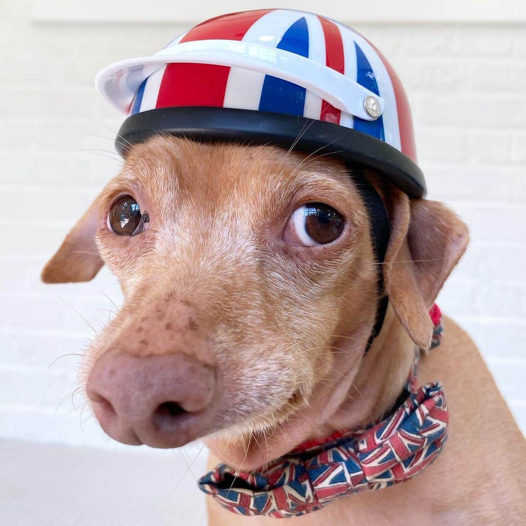 Tuna {breed:chiweenie} さんのインスタグラム写真 - (Tuna {breed:chiweenie} Instagram)「We consider England to be our other home (it’s where Tuna’s dad is from), and we are missing being there so much lately. SO SO MUCH! We miss our family, our friends, London, the countryside, and the seaside. Where is a place you are missing the most? #shrivelneck」8月6日 5時11分 - tunameltsmyheart