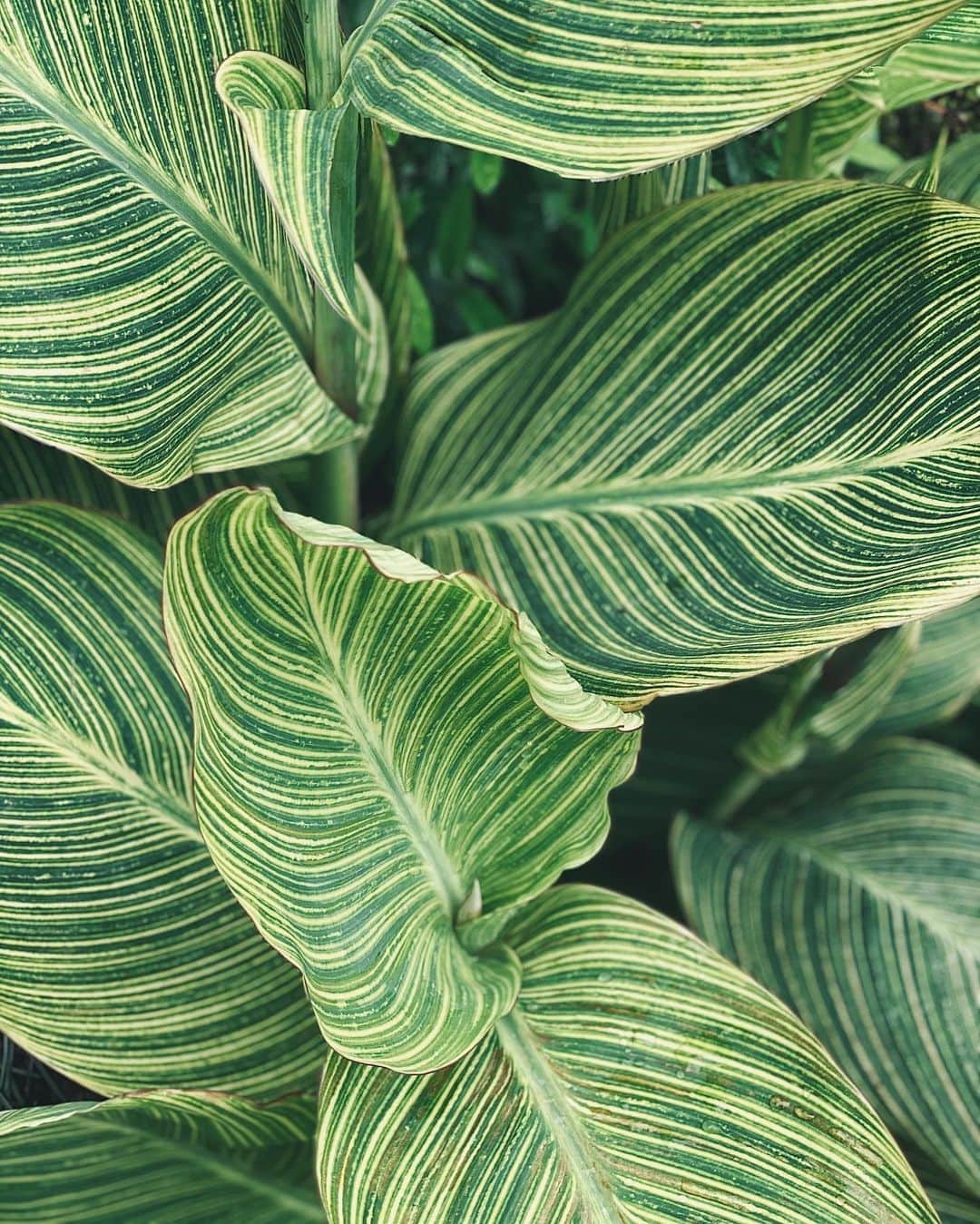 MiChiのインスタグラム：「Inspiration is everywhere 🖤 #artinspo#nature#plants」