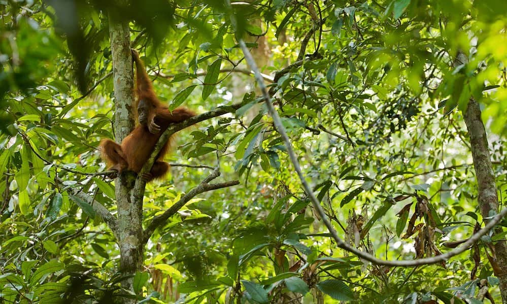 Tim Lamanさんのインスタグラム写真 - (Tim LamanInstagram)「Photo by @TimLaman.  A young adult female Bornean Orangutan in Gunung Palung National Park, Indonesia.  Did you know there is a New Big 5 Project?  It is the Big 5 of photography, rather than hunting.  Shooting with a camera, not a gun.  It is supported by 100+ photographers, conservationists, wildlife lovers and wildlife charities.  You can VOTE (on the New Big 5 website) for the 5 animals you want to be included in the New Big 5 of Wildlife Photography.⁠ newbig5.com. You can also purchase this picture from my fine art website.」8月6日 5時15分 - timlaman