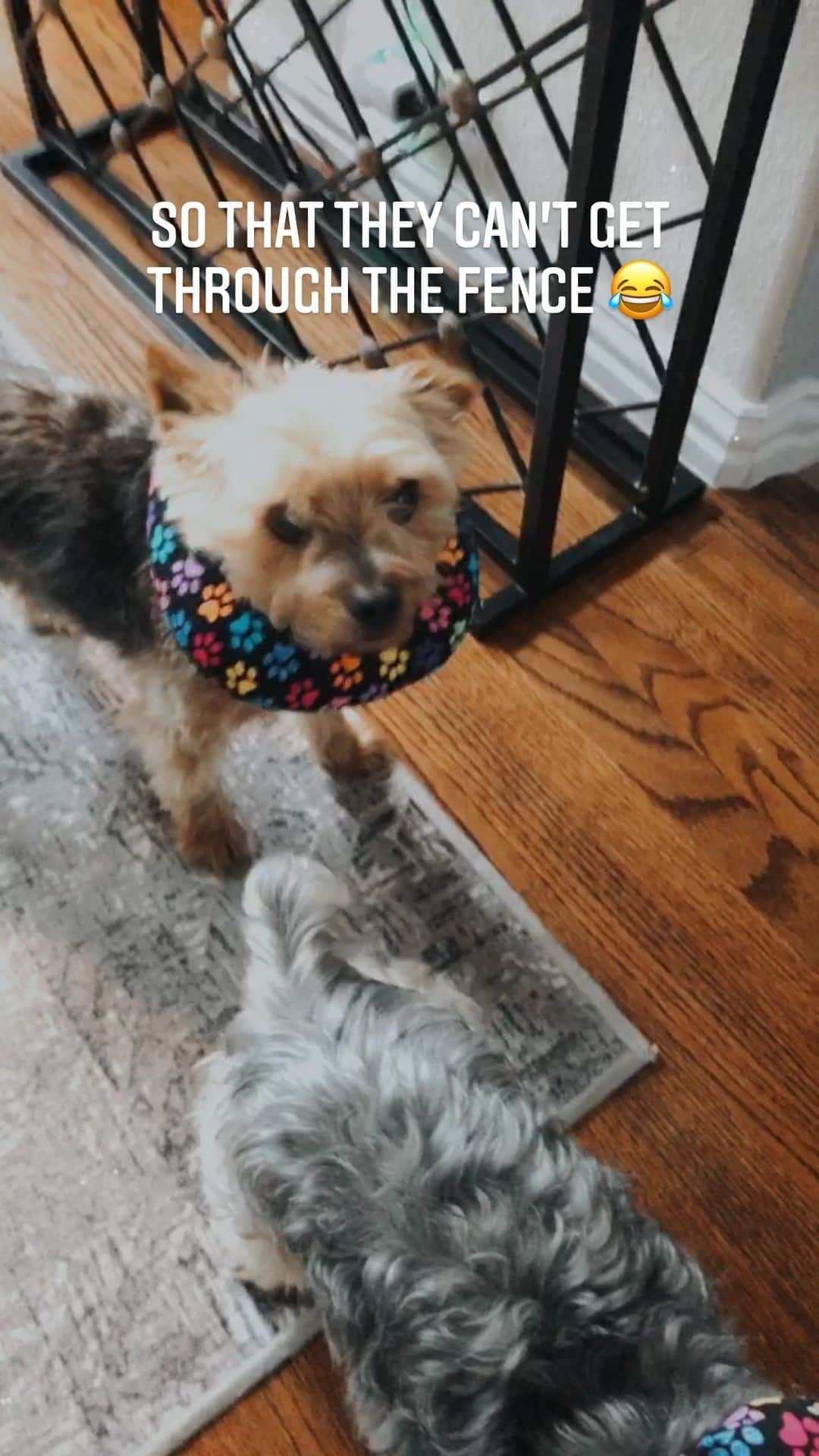 キートン・ストロンバーグのインスタグラム：「Puppies got their donuts so they can’t get through the fence 😂」