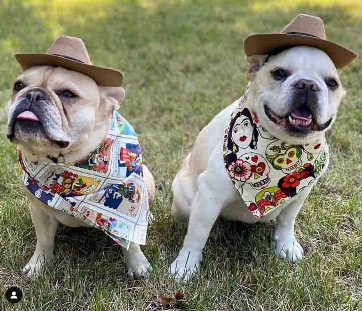 ロックマウントのインスタグラム：「Our bandanas are going to the dogs, literally! Thanks to @withlovefrompepe  for the awesome photo. Get a bandana for yourself or even your favorite four-legged friend at rockmount.com. #rockmount #rockmountranchwear #denver #colorado」
