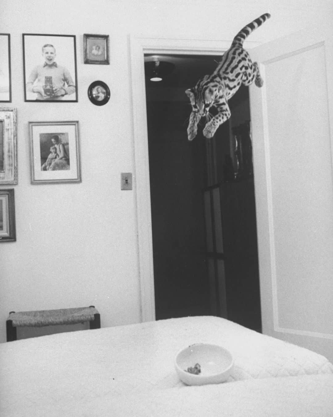 lifeさんのインスタグラム写真 - (lifeInstagram)「From the December 1, 1961 issue: "Stylishly ringed and striped, Montezuma the margay is probably the most elegant pet to be found in New York City...Leaping from door to bed, Monte makes for a bowl of watercress, a delicacy he greatly enjoys." (📷Al Fenn/LIFE Picture Collection) #wildlifewednesday #margay #catsofinstagram」8月6日 6時27分 - life
