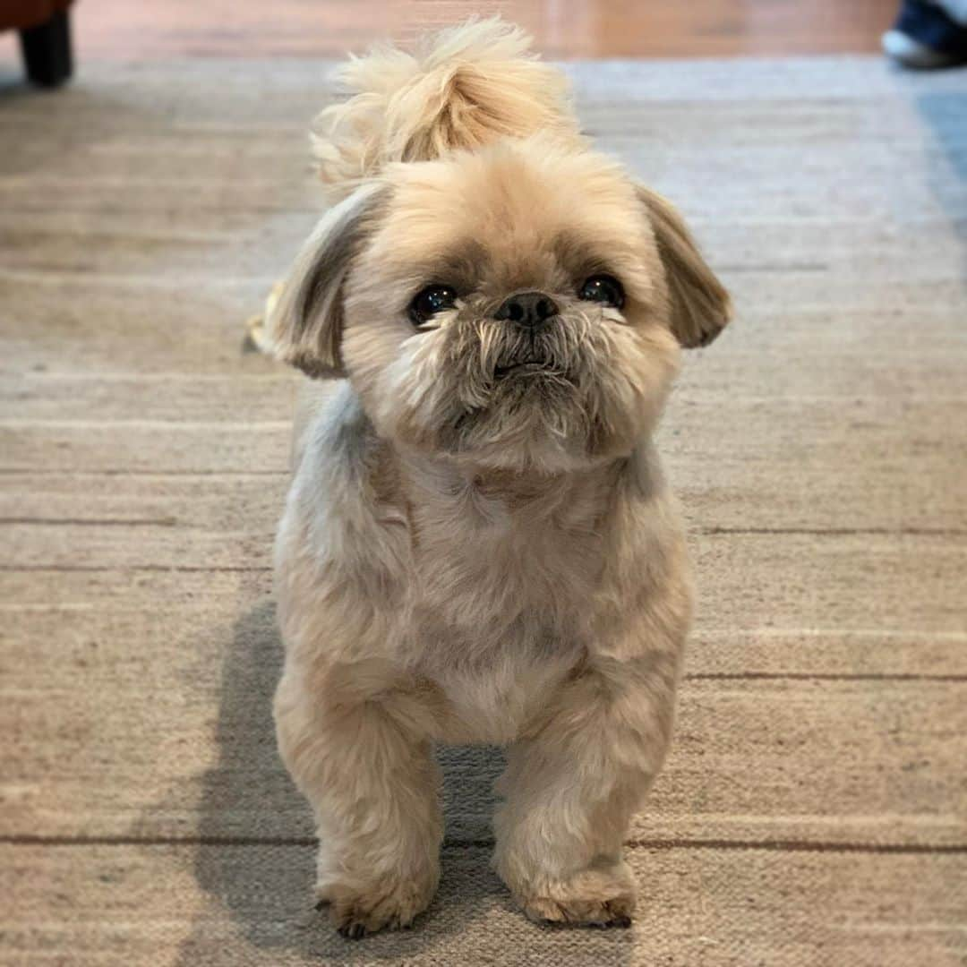 Dougie the Shih Tzuさんのインスタグラム写真 - (Dougie the Shih TzuInstagram)「Only one in the house to get a haircut.」8月6日 6時27分 - dailydougie