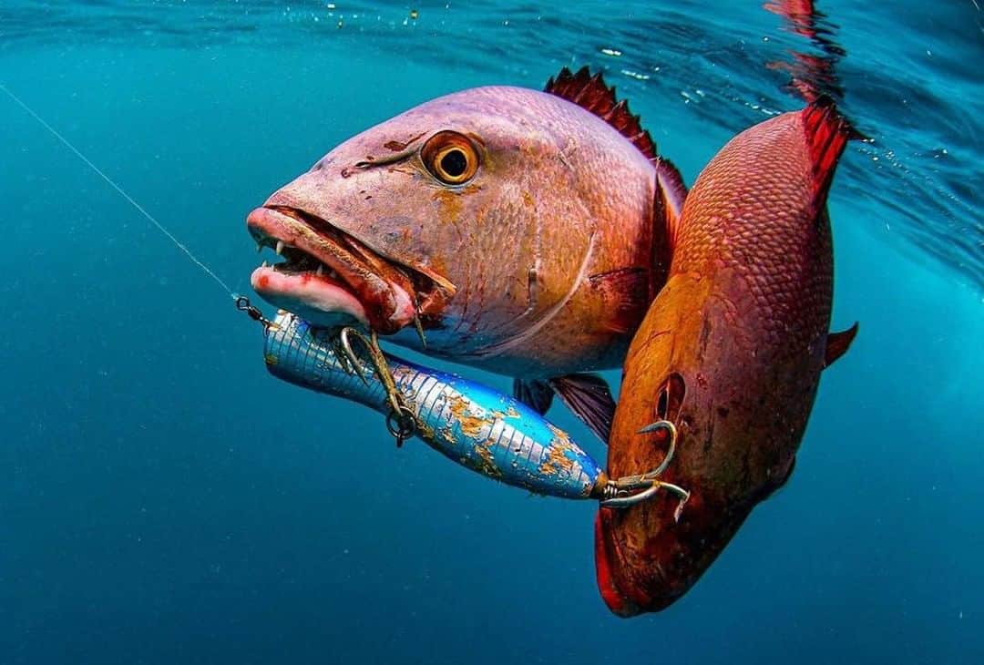 Costa Sunglassesのインスタグラム：「Paired up in PNG. 📷: @almglashan #SeeWhatsOutThere #BornOnTheWater」