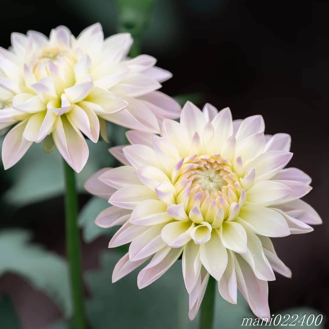 mani022400のインスタグラム：「. 6 Aug. 2020 ． . Good morning🌸🌺🌹✨ . . location:Tokyo camera:a7r3 lens:Sony135GM  . . 🌺🌺🌺🌷🌷🌷🌹🌹🌹🌸🌸🌸 ご訪問ありがとうございます🙇 . お花以外の写真は サブアカウントにポストしています。 良かったら、覗いてください🙇🙇 ⬇️⬇️⬇️ @mani0224000   . 🌺🌺🌺🌷🌷🌷🌹🌹🌹🌸🌸🌸 . . . . . 🔷🔷🔷🔷🔷🔷🔷🔷🔷 #thanks_dear_yui  discoverwithalpha ﻿ japan_ilc﻿  a7rm3 ﻿ sel135f18gm  sel55f18z  #カメラ好きな人と繋がりたい  #flower  #花 #flowers   #写真好きな人と繋がりたい love_bestjapan  serahana ファインダー越しの私の世界    #花のある暮らし  #bns_lite #eclecticshow #explore_floral . #9vaga9  9Vaga_Rose9  9vaga_3flowers9  #floristsandflowers #ip_for_blossoms_vip  #fabulous_shots ig_flowers #ponyfony_flowers #meiko_flora_member meiko_roses  #myheartinshots #la_flowers #rainbow_petals #top_favourite_flowers  #quintaflower #inspiring_shot #phx_flowers dreaming_in_macro #j_flower_shots flower_special_legend　nature_special_legend  #ind_flowers #tv_flowers　　 #best_mmf_vipday  #best_beauty_flora_  9vaga_flowersart9 #ptk_flowers #fleur_noblesse_m  .」