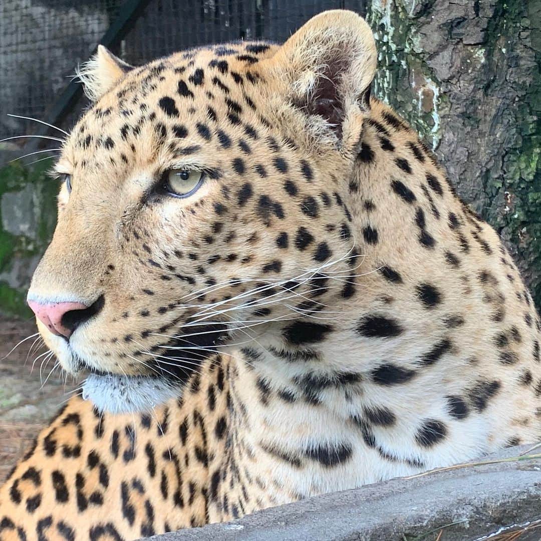 Black Jaguar-White Tiger さんのインスタグラム写真 - (Black Jaguar-White Tiger Instagram)「My son Dharma yesterday... #Dharmis #SaveLeopards」8月6日 6時47分 - blackjaguarwhitetiger