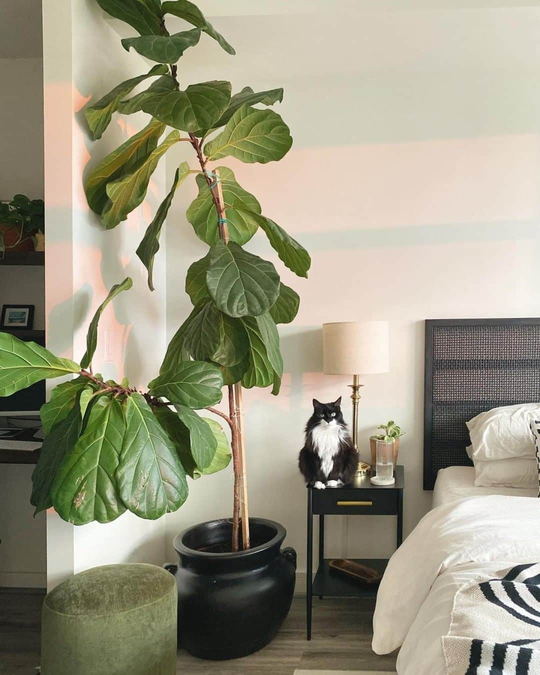 west elmさんのインスタグラム写真 - (west elmInstagram)「Cat for scale 👀🌿 (Photo: @elizabeth_malm) Share your style and tag @westelm!  #mywestelm #fiddleleaffig #petsofwestelm」8月6日 7時07分 - westelm