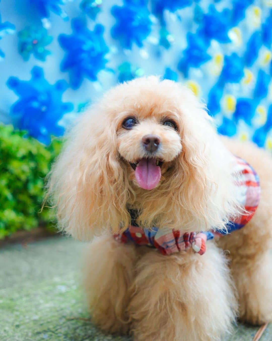 Toypoodle Mikuru?Asakusa Tokyoのインスタグラム：「20200806 Thursday. Good morning! Friends 💕 今朝はAM4:30からあさんぽ😄 いてもの時間より少し涼しかったけど 帰ってきたら汗だく💦 朝からひと仕事した感満載です😂 . みきゅるん今日はお留守番DAY‼️ 心配だなぁ🥺 . #あさんぽ #風車 #西参道」
