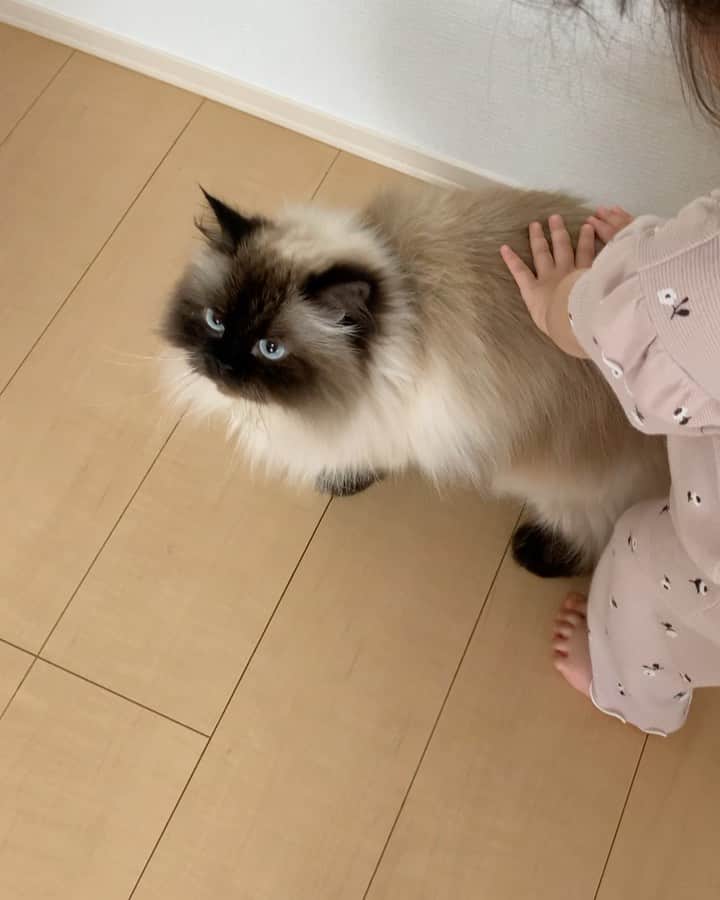 のインスタグラム：「最近少しずつだけど、ねーねーを優しく触れるようになってきたね👧🏼💞🙌🏼👧🏻  ぷんちゃんの足に付いてる包帯を取ろうとしてくれたよ🥰  . . . . #プリュムのいる生活 #猫のいる暮らし  #ヒマラヤン  #赤ちゃんと猫  #もふもふ#ヒマラニャンズ  #猫  #ねこ  #ペコねこ部#お疲れ様でした#姉妹#包帯#優しい#癒し#touch#catvideo#sis#smartcat#fluffycat#🐈 #고양이  #ilovecats  #himalayancat  #catsofinstagram #catloversclub  #bestmeow#bestcats_oftheworld  #weeklyfluff  #bestanimal #cutepetclub」