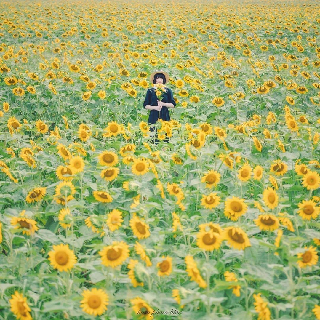 コサさんのインスタグラム写真 - (コサInstagram)「🌻ひまわり畑の真ん中で🌻 造花のひまわりで撮ってたら「今日で終わりだから本物使ってもいいよ」って関係者の方が声をかけてくれた😆 優しさに感謝です🙏 . Location:兵庫 Hyogo / Japan🇯🇵 Date:2020年8月 . #向日葵 #TandDフォトコンテスト2020 #discover #今こそ写真でつながろう #ポトレ撮影隊 #jp_portrait部 #jp_mood #sorakataphoto #広がり同盟メンバー #LBJ_Legend #art_of_japan_ #tokyocameraclub #dpj_member #IG_PHOS #photo_jpn #ptk_japan #pt_life_ #bestjapanpics #Rox_Captures #Japan_Daytime_View #YourShotPhotographer #light_nikon #nipponpic_member #special_spot_legend #s_shot #japan_of_insta #bestphoto_japan #kf_gallery_vip #1x_japan #jalan_natsu2020」8月6日 7時20分 - kosa_photo