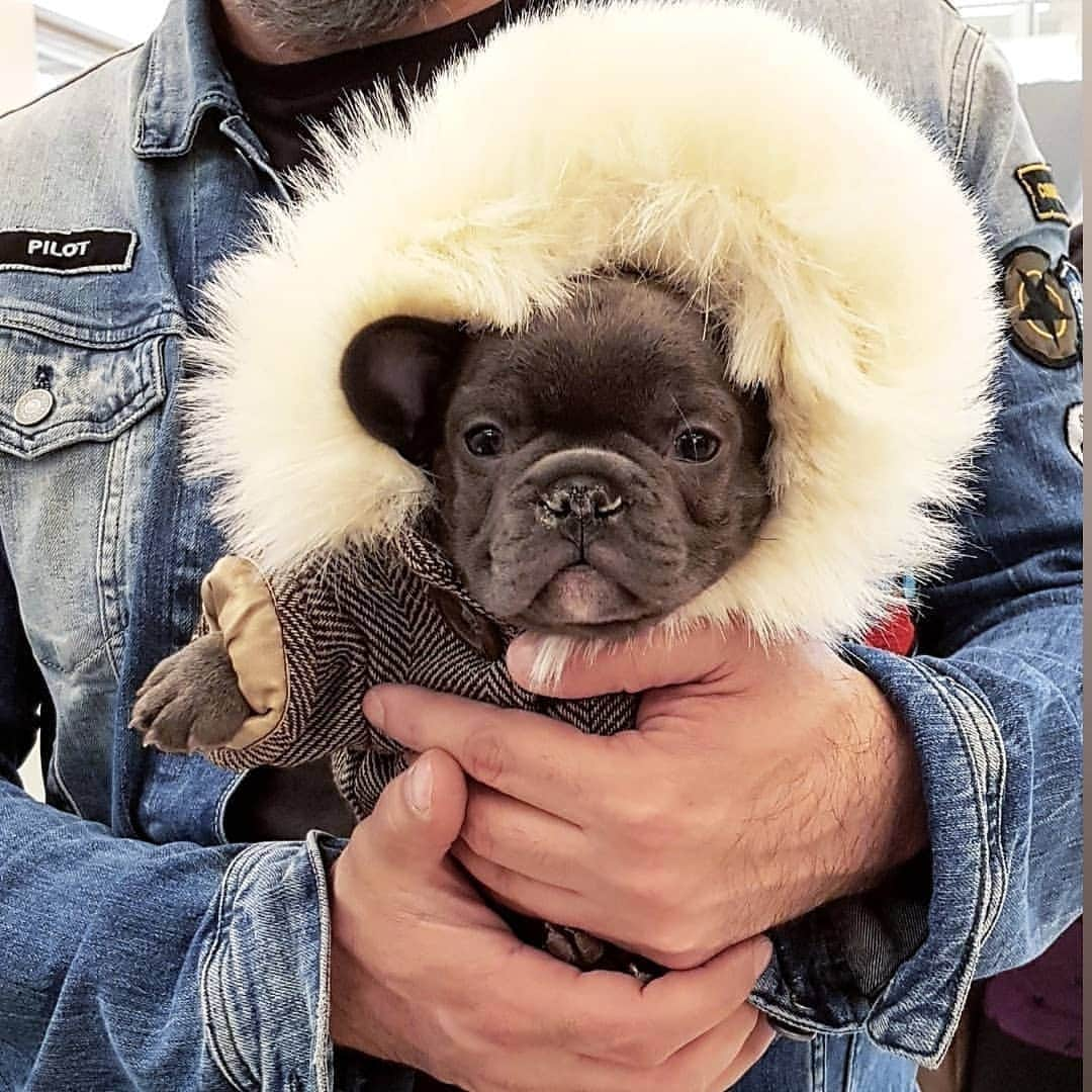 French Bulldogさんのインスタグラム写真 - (French BulldogInstagram)「Snow Frenchie ❄  @alexthegreatphoto . . . . . #frenchie #frenchies  #französischebulldogge #frenchbulldog #frenchbulldogs #dog #dogsofinstagram #frenchies1 #bully #bulldog #bulldogfrances #フレンチブルドッグ #フレンチブルドッグ #フレブル #ワンコ #frenchiesgram #frenchbulldogsofinstagram #ilovemyfrenchie #batpig #buhi #squishyfacecrewbulldog」8月6日 7時12分 - frenchie.world