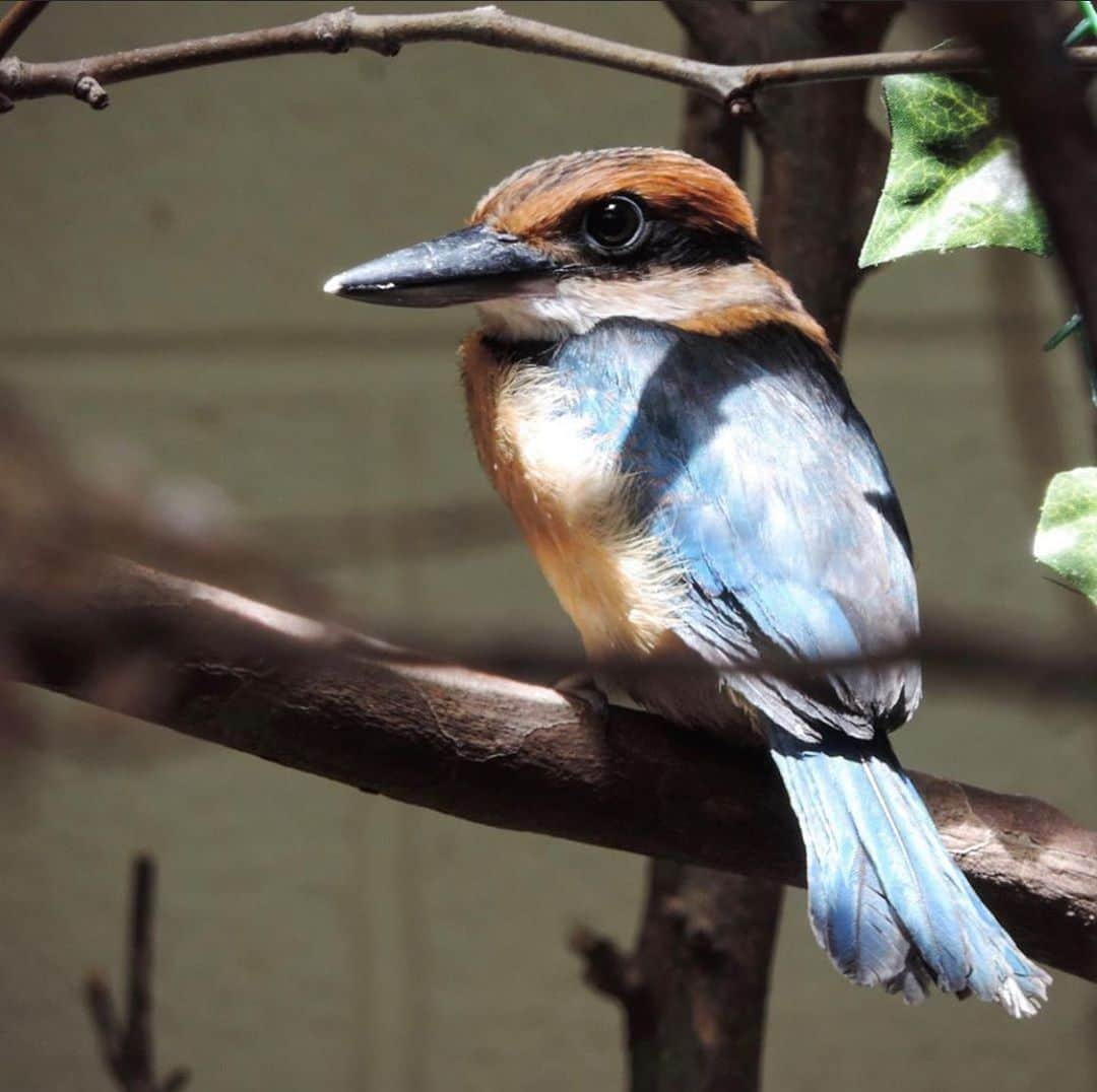 スミソニアン国立動物園のインスタグラム