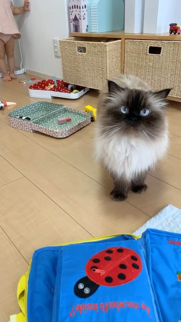 のインスタグラム：「ベビのおもちゃが気になるみたい👧🏼💙  新機能使ってみたけど、、よくわかんない😂🙌ww」