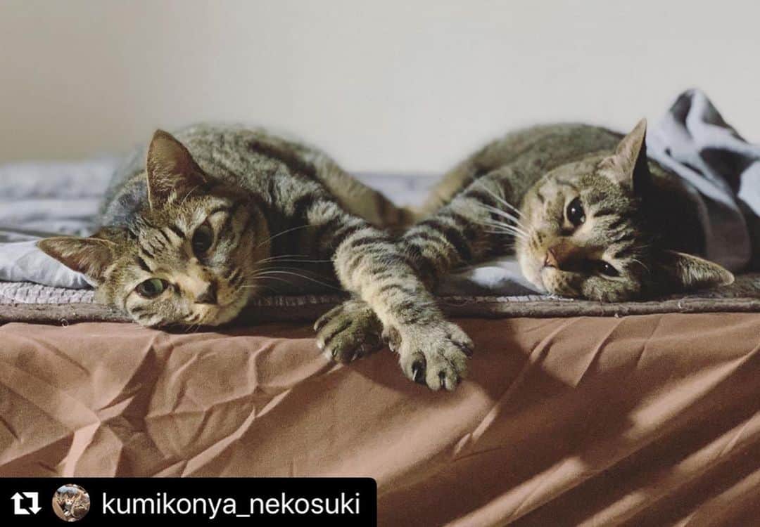 ねこさんのインスタグラム写真 - (ねこInstagram)「【#ねこは人を笑顔にする】❣️ あっ、おててがクロスしてますよぉ☺️💕 @kumikonya_nekosuki さん、ありがと〜🍙🍖🎵 #Repost @kumikonya_nekosuki with @make_repost ・・・ おててクロスして寝てたので慌ててスマホ用意📱 可愛いのう☺️☺️☺️ #ねこは人を笑顔にする #猫チョコピーカンで猫助け #元保護猫 #キジトラ #ふわもこ部 #ねこ部 #ねこら部 #猫のいる暮らし #にゃんこ #猫 #cat #kat #ねこすたぐらむ #catsofinstagram #cat #catstagram #ilovecats #instacat  #catlife #ilovemycat #catlove #catsforever #catoftheday #🐈」8月6日 7時39分 - neko_magazine