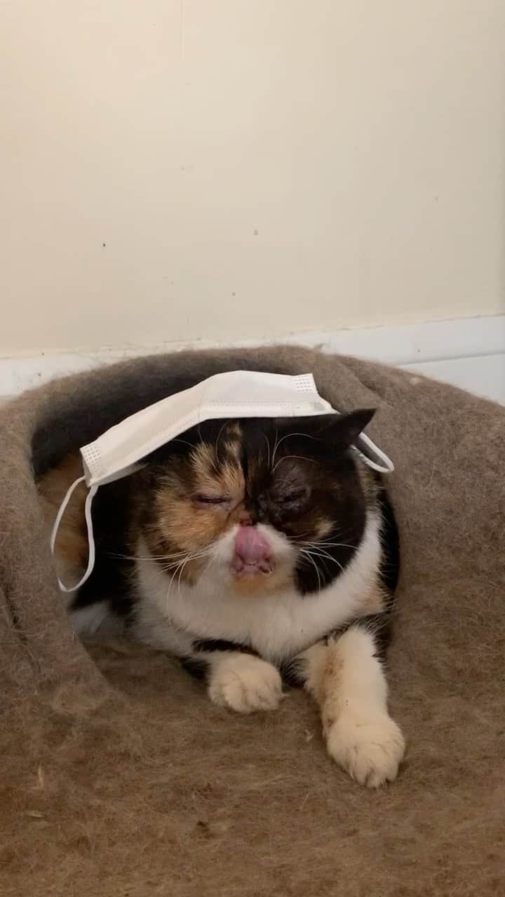 Pudgeのインスタグラム：「Pudge demonstrates how to wear your mask #wearamask #catsofinstagram」