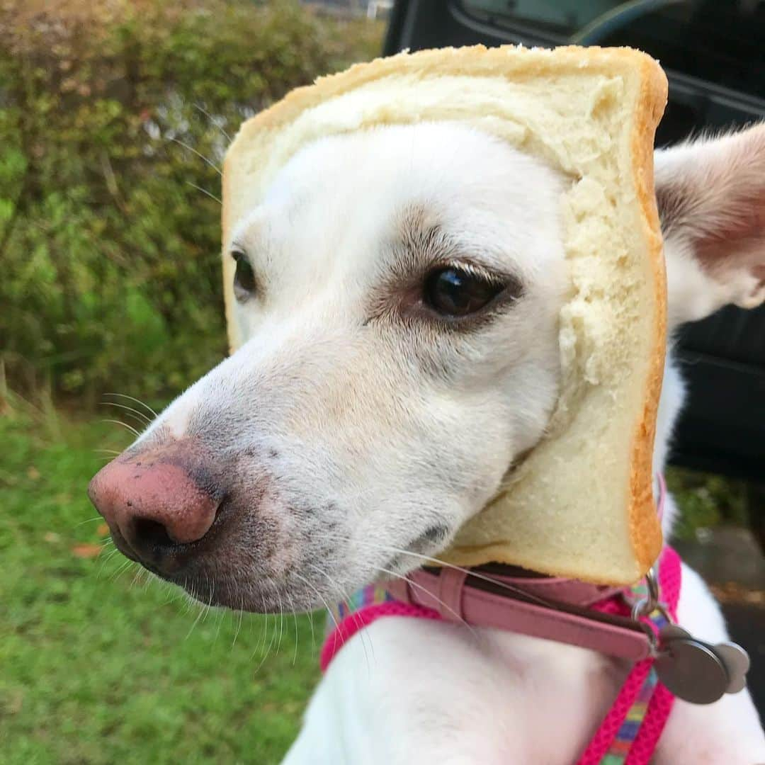 柴犬ハル&保護犬すずさんのインスタグラム写真 - (柴犬ハル&保護犬すずInstagram)「🍞 . この事件からもう1年でth🍞 . #あの暑い夏の日の出来事でした #涼しい山にキャンプへ行きました #朝起きると朝食用のパンが頭にハマったヤギがいた #隠れて白いとこだけ食べ進めていたのです #これは嘘でも加工でもない本当のハナシ、、、 . #柴犬#bread#kagoshima#dog#puppy#shibainu#shibastagram#いぬバカ部#family#鹿児島#赤柴#雑種#天文館#日本犬#保護犬を家族に#保護犬#元保護犬#姉妹#dogs#Kagoshima#動物#animal#どうぶつ#キャンプ#パン」8月6日 8時47分 - haruharu040777