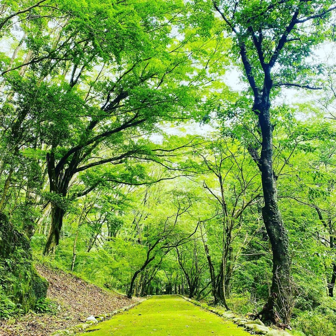 Hiroe Hiranoさんのインスタグラム写真 - (Hiroe HiranoInstagram)「伊豆半島から移動した先は、 箱根神社と芦ノ湖へ⛩✨  みずみずしい緑と神聖な空気💎 湖畔周りのハイクコースへ🌿 九頭龍の森も🌳🌳🌳 3時間ほど巡りました。  なんとも気持ちいい時間🌈  湖って海と違った魅力があって穏やか✨  ハイキング好きな私は、 新たなスポットを発見したので 次回また行こう✌️  #japan #箱根　#日本　#shirin  #green #緑 #日頃の感謝の想いを込めて　#いのちに感謝する日 #peace #peacefulmoments」8月6日 8時45分 - hiroe_hirano