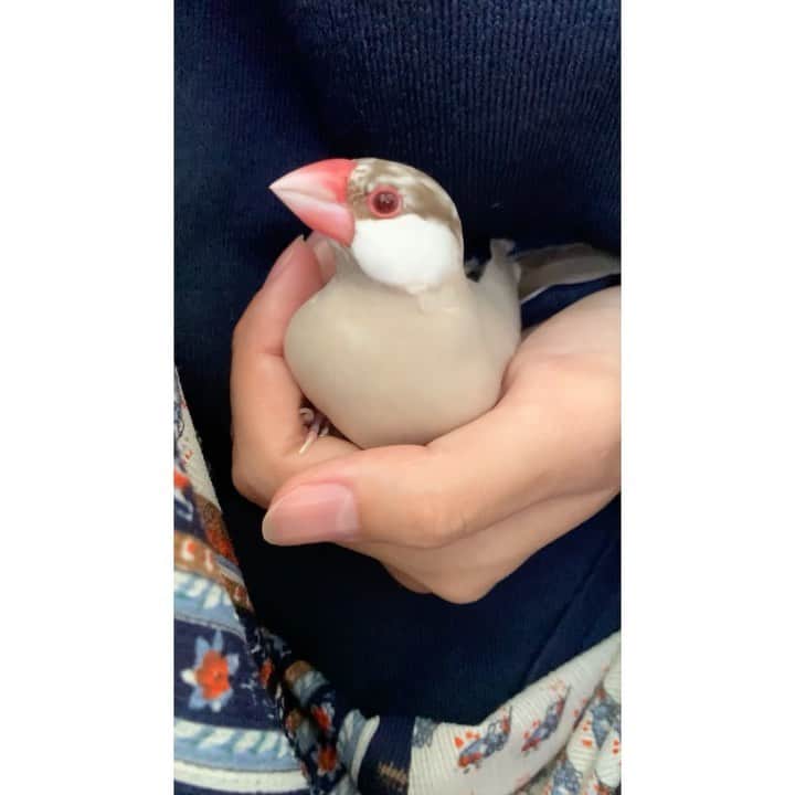 VANRIのインスタグラム：「* ちょっと我が家の可愛いメンズたちを みてもらってもいいですか？(※親バカ投稿ごめんなさいw) #きなこは手の中派 #ぱんは首元派 #javasparrow #文鳥  #シナモン文鳥 #シルバーイノ文鳥」