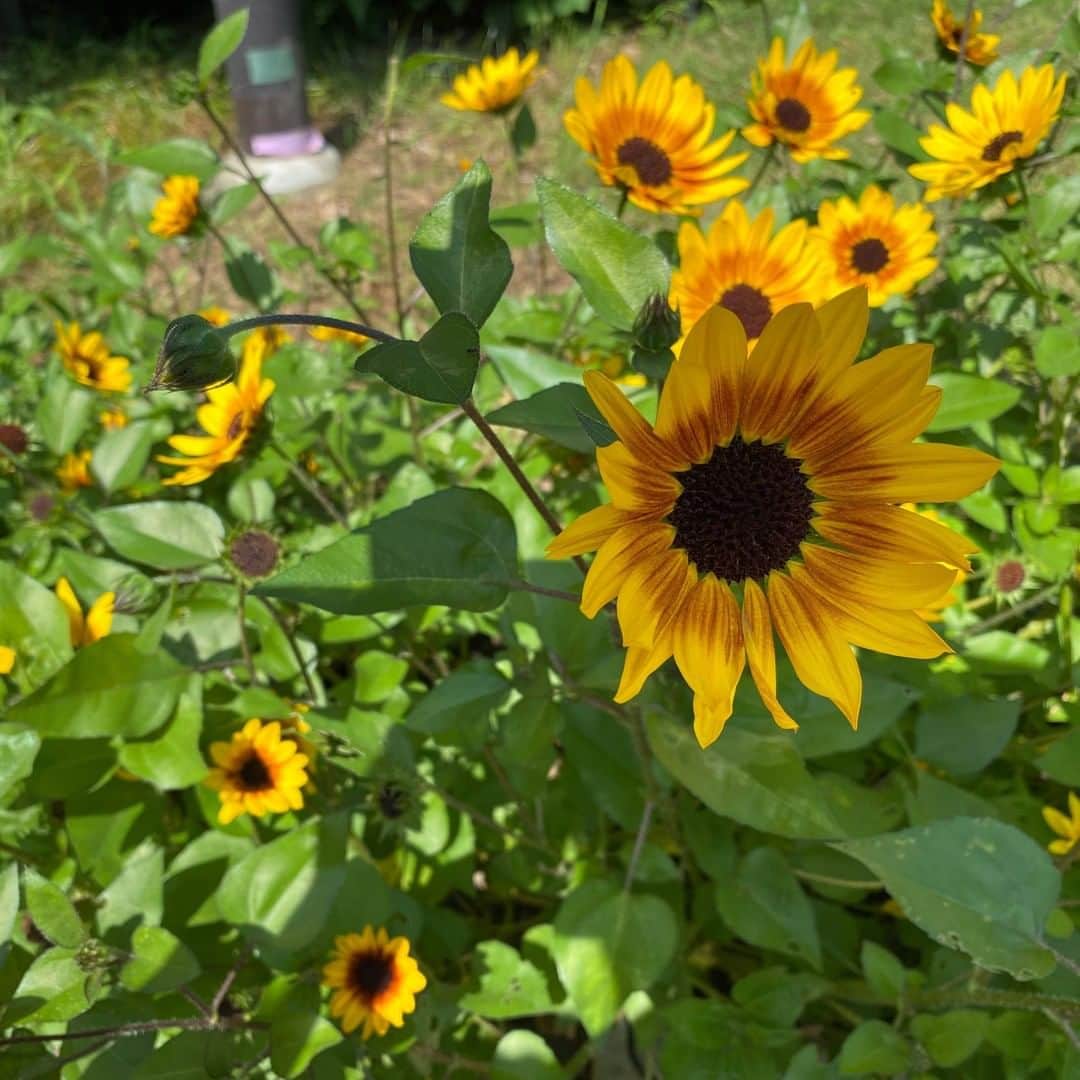 LOVEGREEN -植物と暮らしを豊かに。さんのインスタグラム写真 - (LOVEGREEN -植物と暮らしを豊かに。Instagram)「［8月のガーデニング］ . 8月のガーデニングは強い日差しや高い気温で庭仕事が大変な時期ですが、そろそろ来シーズンの庭の準備も始める時期でもあります。 . 8月のガーデニングにおすすめの花木、宿根草、一年草と8月の庭仕事をLOVEGREENにてご紹介！ . -------------------- . 記事はプロフィール(@lovegreen_official )のURLよりご覧ください🌼 . #園芸 #ガーデニング #家庭菜園 #ヒマワリ #水やり #夏越し #グリーンカーテン #切り戻し #ベランダ  #花 #花苗 #庭 #庭のある暮らし #庭づくり #ガーデン #庭いじり #庭のある生活 #グランドカバー #害虫対策 #庭が好き #庭の手入れ #シンプルな暮らし #シンプルライフ #暮らしを楽しむ #日々の暮らし #植物 #植物のある暮らし #植物と暮らす #植物が好き #植物と暮らしを豊かに」8月6日 9時00分 - lovegreen_official