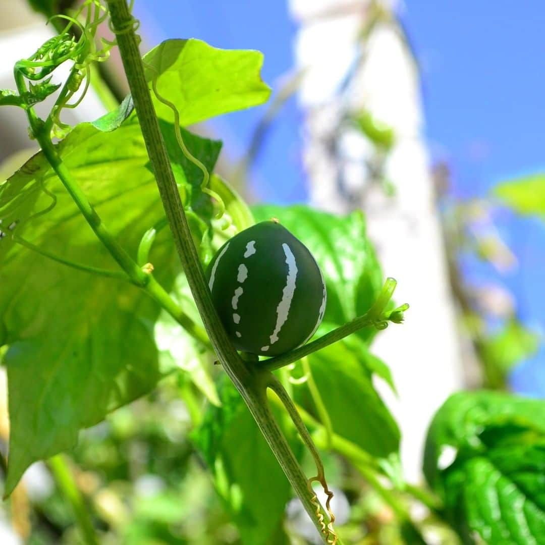 LOVEGREEN -植物と暮らしを豊かに。さんのインスタグラム写真 - (LOVEGREEN -植物と暮らしを豊かに。Instagram)「［8月のガーデニング］ . 8月のガーデニングは強い日差しや高い気温で庭仕事が大変な時期ですが、そろそろ来シーズンの庭の準備も始める時期でもあります。 . 8月のガーデニングにおすすめの花木、宿根草、一年草と8月の庭仕事をLOVEGREENにてご紹介！ . -------------------- . 記事はプロフィール(@lovegreen_official )のURLよりご覧ください🌼 . #園芸 #ガーデニング #家庭菜園 #ヒマワリ #水やり #夏越し #グリーンカーテン #切り戻し #ベランダ  #花 #花苗 #庭 #庭のある暮らし #庭づくり #ガーデン #庭いじり #庭のある生活 #グランドカバー #害虫対策 #庭が好き #庭の手入れ #シンプルな暮らし #シンプルライフ #暮らしを楽しむ #日々の暮らし #植物 #植物のある暮らし #植物と暮らす #植物が好き #植物と暮らしを豊かに」8月6日 9時00分 - lovegreen_official