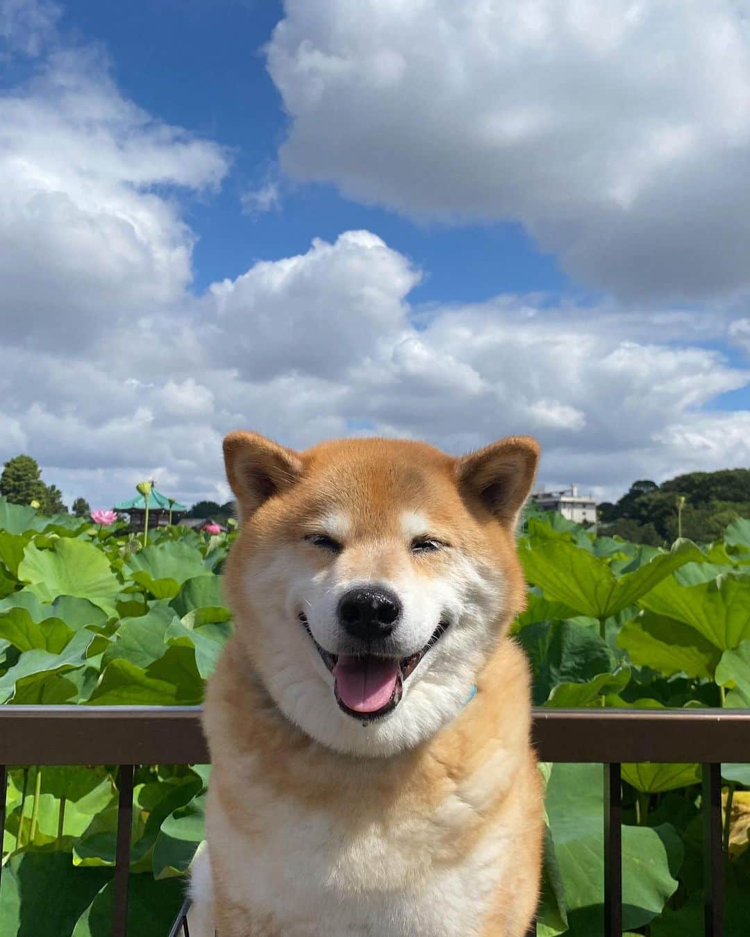 まる（まるたろう）さんのインスタグラム写真 - (まる（まるたろう）Instagram)「Good morning!✨🐶☺️✨おはまる〜！今日もあちちだからお水いっぱい飲んでね〜 #お腹タプタプになるまで #飲んじゃおうかな #ビールじゃないよ☺️ #熱中症対策」8月6日 9時21分 - marutaro