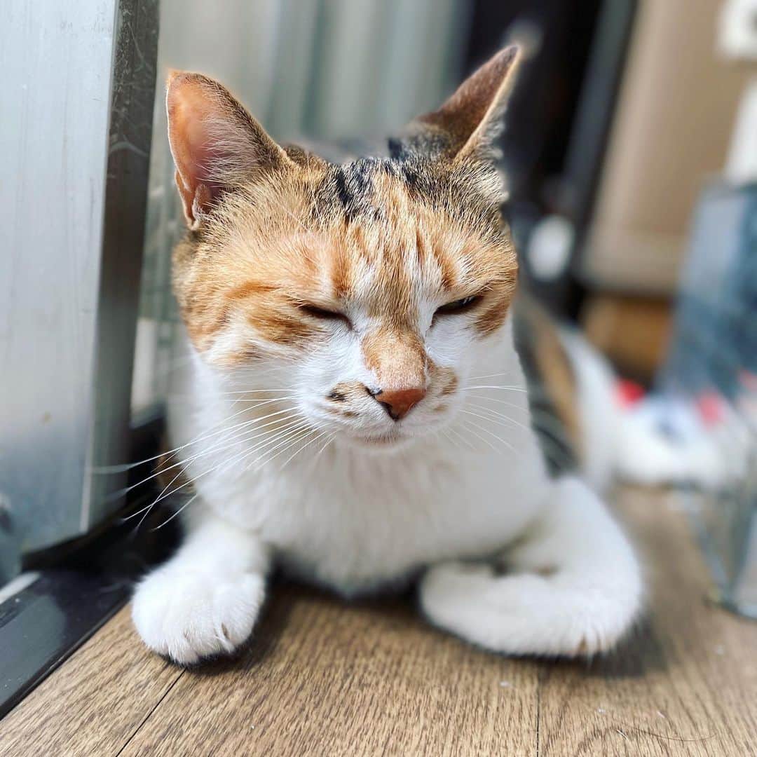 山田稔明さんのインスタグラム写真 - (山田稔明Instagram)「おはよ。熱中症に注意しましょう。 #ポチ実 #三毛猫」8月6日 9時14分 - toshiakiyamada