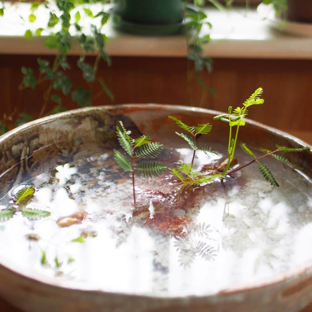 木村涼子さんのインスタグラム写真 - (木村涼子Instagram)「2020.8.6 最近の癒し 6月にご近所の方から孵化したばかりのメダカをいただいた。 最初は見つけるのも大変だったメダカの赤ちゃんが みるみるうちに大きくなっていくのが可愛くて 側を通る度に眺めてます^ ^  学生時代に作った大皿に入れてみたり 水生植物専門店まで植物を買いに行ったり。 たくさんの水生植物の中から息子が選んだ ミズオジギソウ、なかなか可愛い♡ #メダカ　#ミズオジギソウ　#杜若園芸　#メダカ鉢　#めだか鉢　#水生植物　#ビオトープ　#植物のある暮らし  #植物のある生活」8月6日 9時25分 - kimuryou