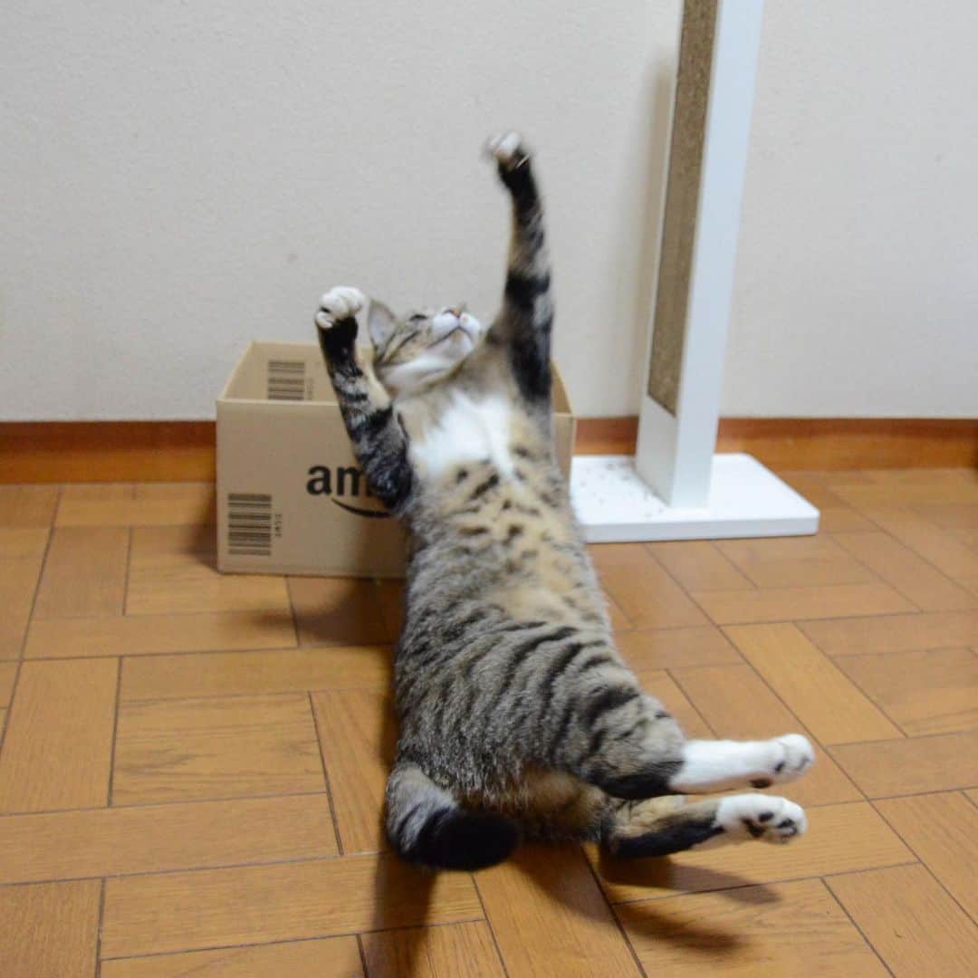 やふさんのインスタグラム写真 - (やふInstagram)「はじめは必死に遊ぶのに、疲れたら寝たままジャレるルーズさ . #cat #neko #catlovers #catsofinstagram #catstagram #instacat #猫 #ねこ #ネコ #保護猫 #新吉」8月6日 9時43分 - kyafy