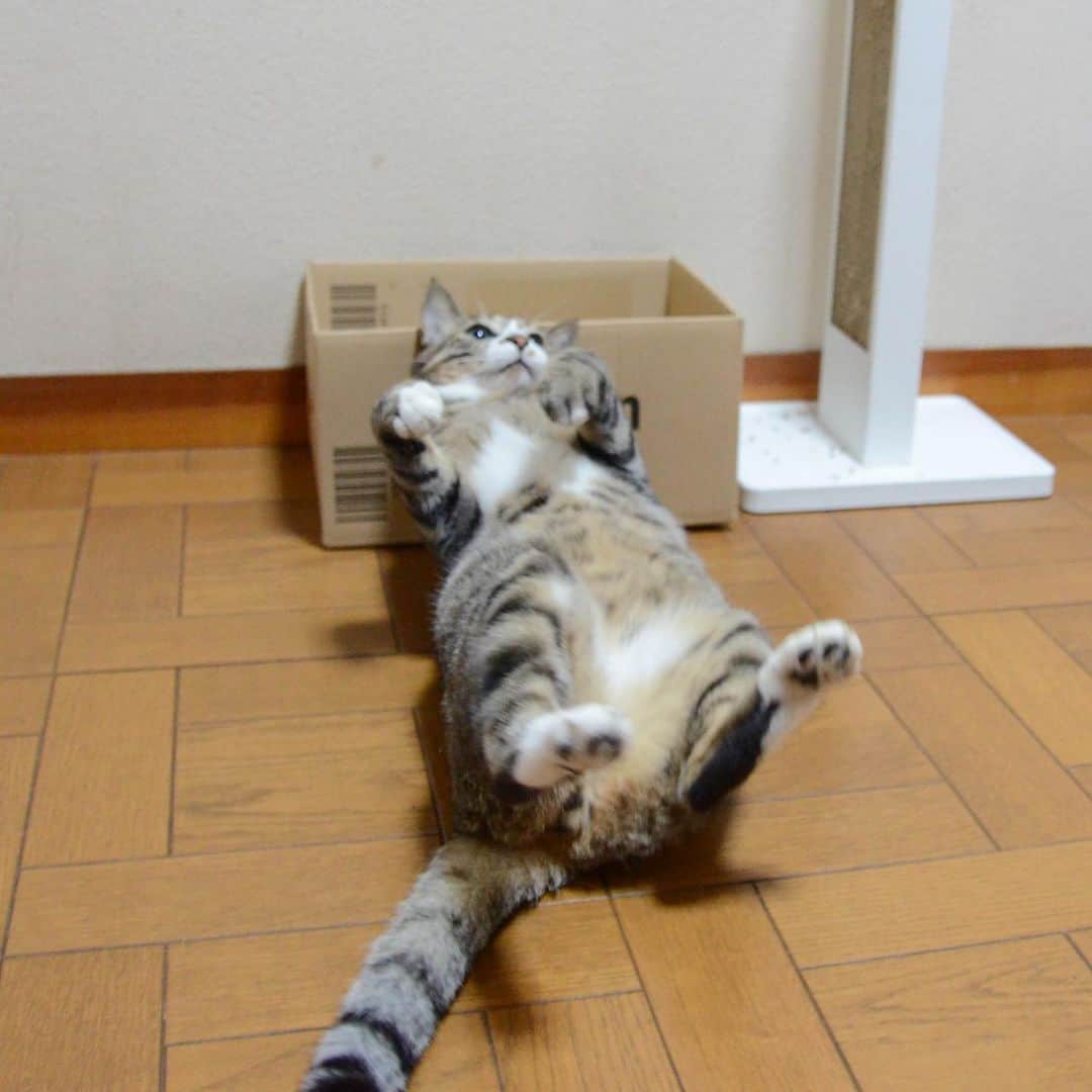 やふさんのインスタグラム写真 - (やふInstagram)「はじめは必死に遊ぶのに、疲れたら寝たままジャレるルーズさ . #cat #neko #catlovers #catsofinstagram #catstagram #instacat #猫 #ねこ #ネコ #保護猫 #新吉」8月6日 9時43分 - kyafy