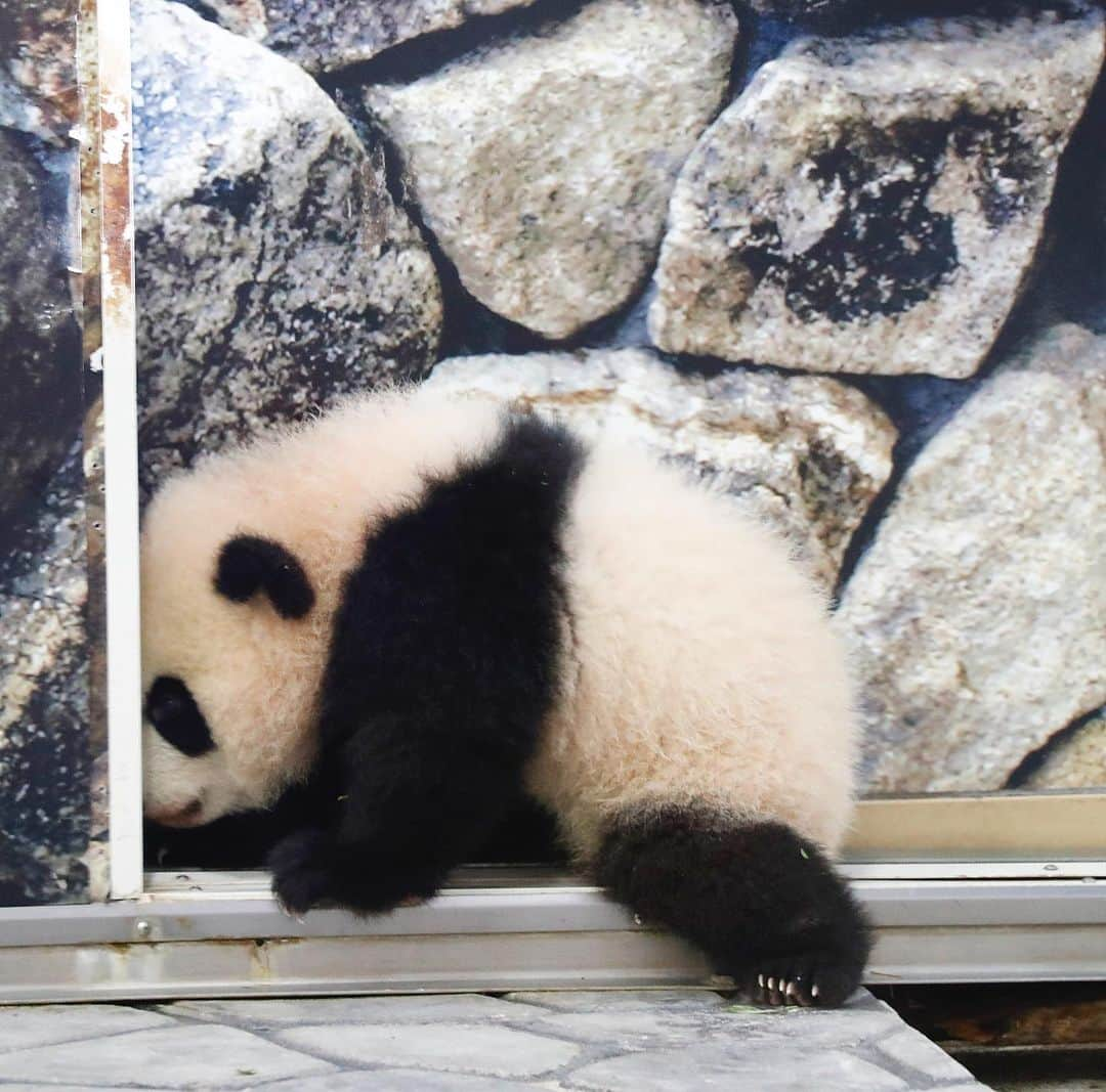 パンダ（白浜）さんのインスタグラム写真 - (パンダ（白浜）Instagram)「#彩浜 stand by gate a little cute gatekeeper!  #photography  #adventureworld  🐼😊🐼  #ADVENTUREWORLDPANDAS #baby #HELLOLITTLE #pandamental #hellopanda #ハローリトル #ハローパンダ #パンダグラビア #パンダ　and #panda #pandababy 🐼🐼🐼」8月6日 9時45分 - hellopanda_book