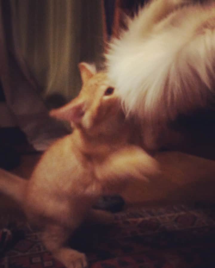 岡田屋鉄蔵のインスタグラム：「ああああ さらば、トナカイの毛…  歴代猫皆スルーしてきたトナカイ毛皮。まさかの最年少が挑んでくるとは」