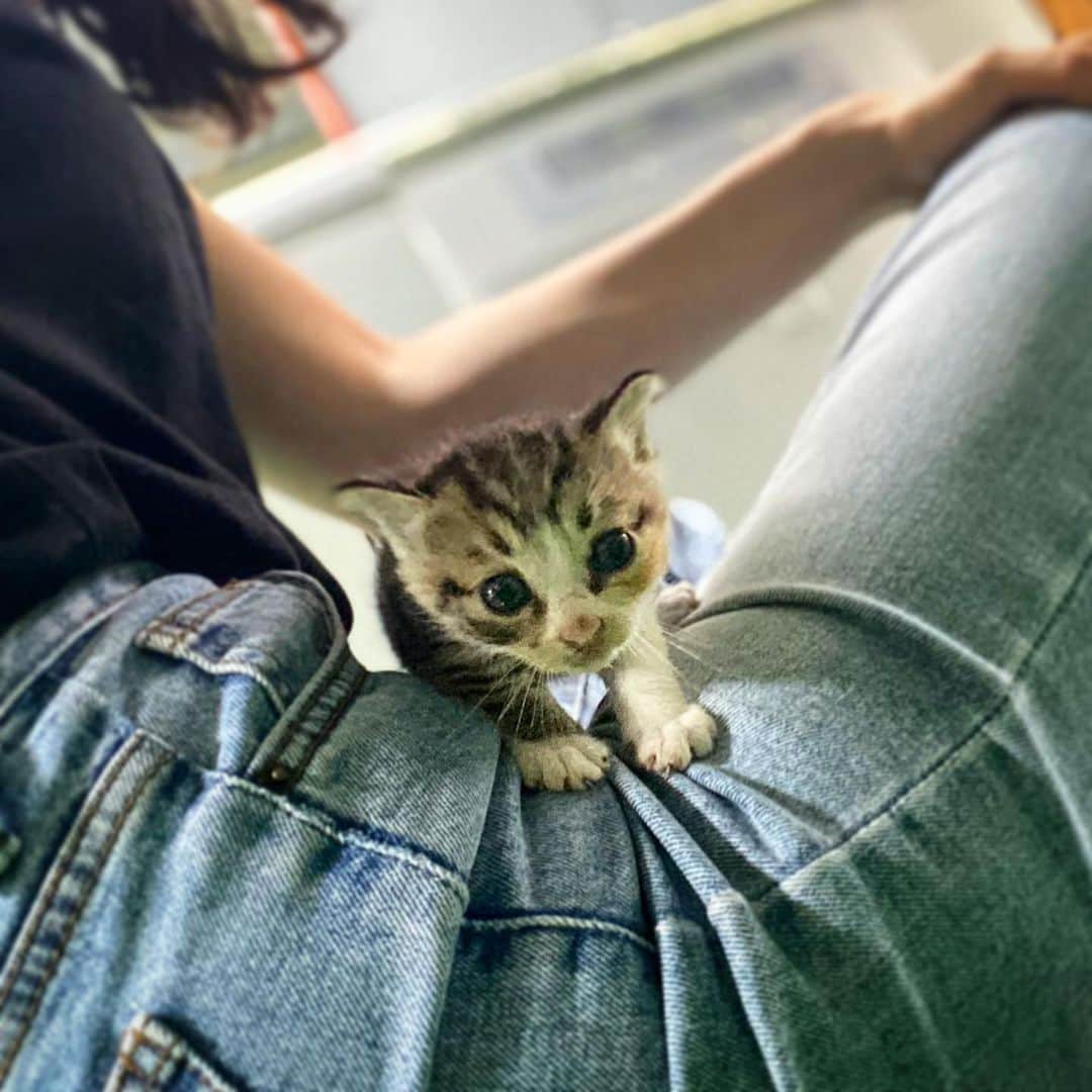 ウォン・ジナのインスタグラム：「3대째 우리집을 본인들 집으로 정해놓은 냥이들..우리집은 고양이 안키우는데 ㅋㅋㅋ 왜 맨날 고양이 있는거지? 왜 새끼만 낳으면 데꼬와 ㅋㅋㅋㅋㅋ」