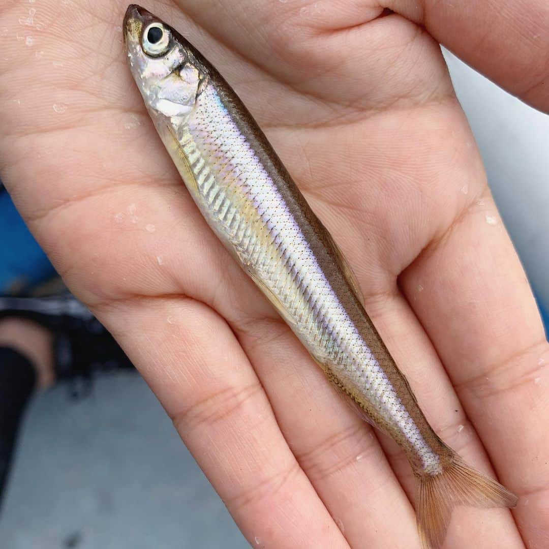 晴山由梨さんのインスタグラム写真 - (晴山由梨Instagram)「芦ノ湖のワカサギ釣り🐟 空バリで釣れるのおもしろい✨✨ エサ付けの手間がなくて楽チン♪  今回は取材ということで特別に芦ノ湖フィッシングセンターの平田さんにガイドしていただきました👍  #神奈川 #箱根 #芦ノ湖 #湖尻 #芦ノ湖フィッシングセンターおおば #ワカサギ釣り #空針 #ボートフィッシング #ボートワカサギ #fishing #fishinglife」8月6日 19時13分 - hareyama_yuri